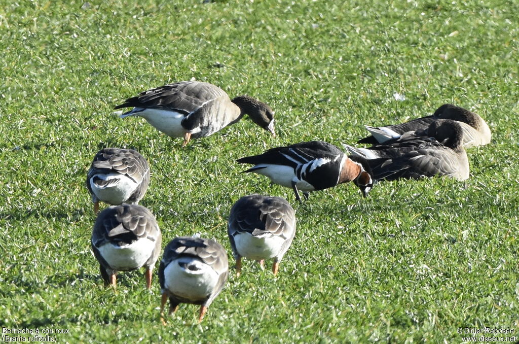 Red-breasted Gooseadult