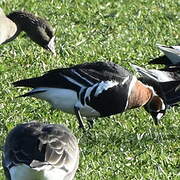 Red-breasted Goose