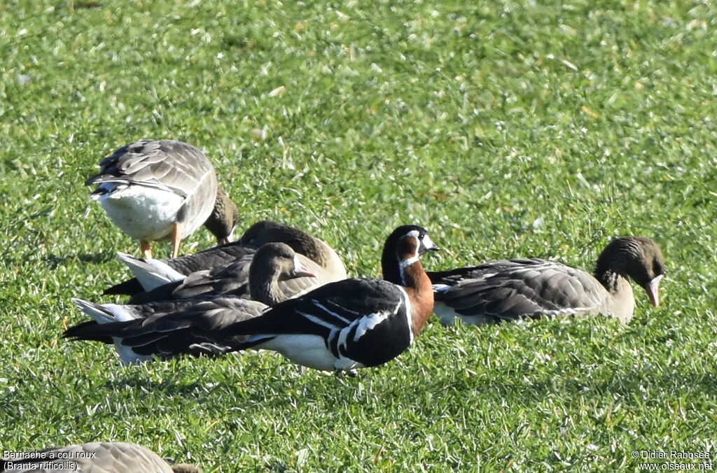 Red-breasted Gooseadult