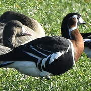 Red-breasted Goose