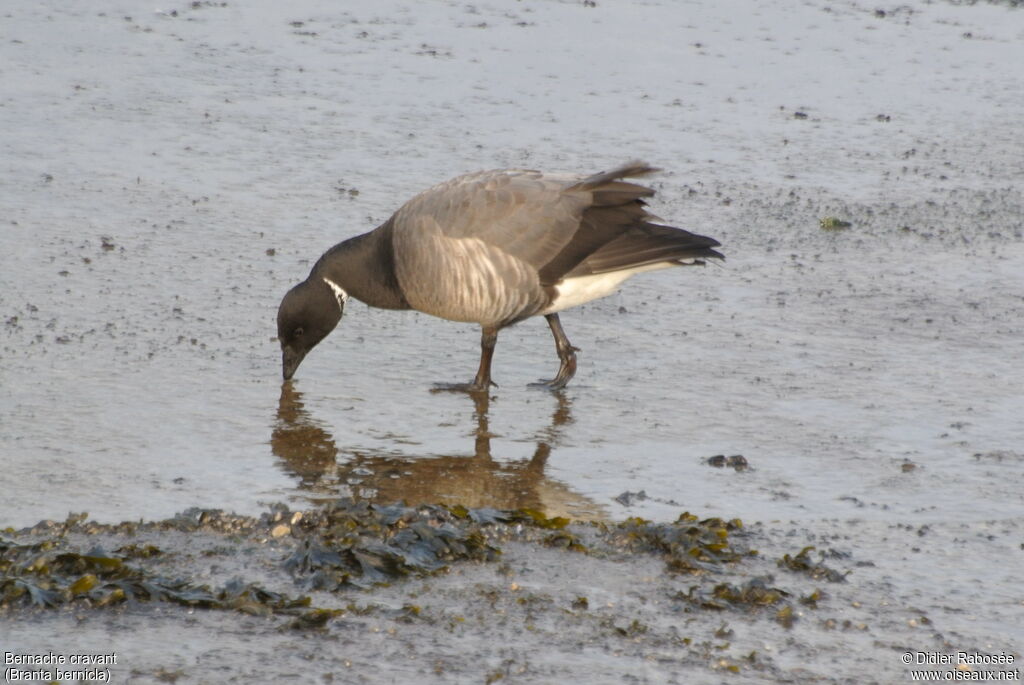 Brant Goose