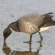 Brant Goose