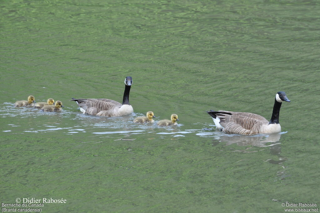 Canada Goose, Reproduction-nesting