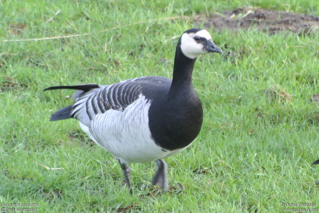 Barnacle Goose