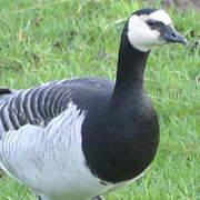 Barnacle Goose