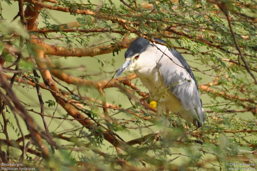 Black-crowned Night Heronadult