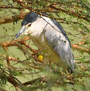 Black-crowned Night Heron