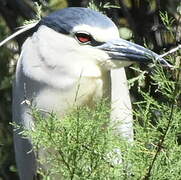 Black-crowned Night Heron