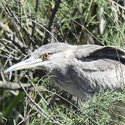 Black-crowned Night Heron