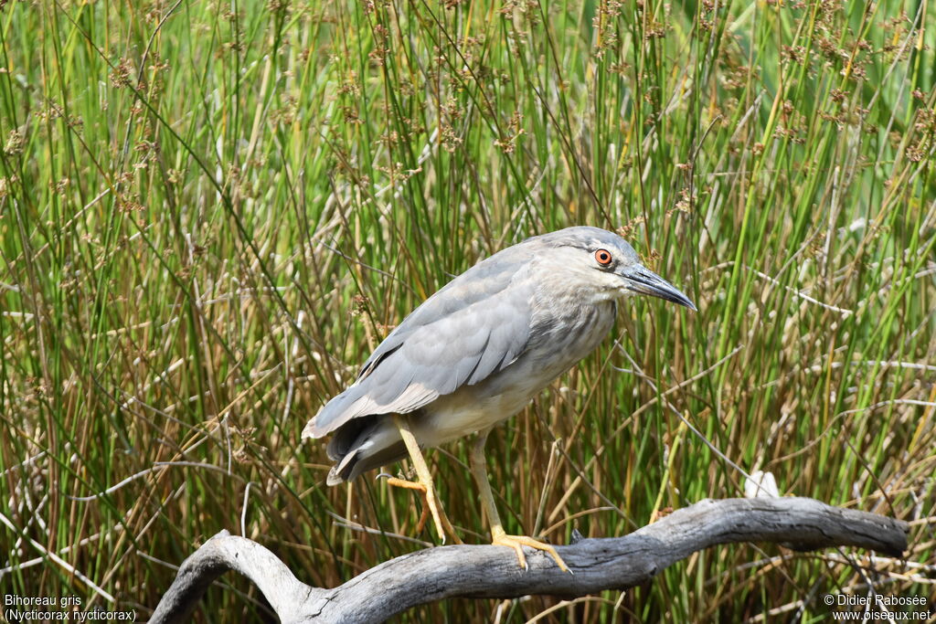 Black-crowned Night Heronadult