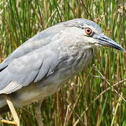 Black-crowned Night Heron