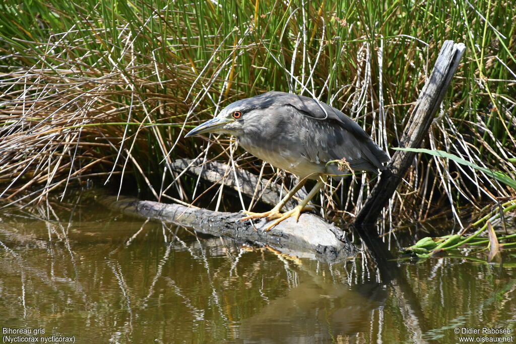 Black-crowned Night Heron