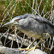 Black-crowned Night Heron