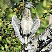 Yellow-crowned Night Heron