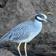 Yellow-crowned Night Heron