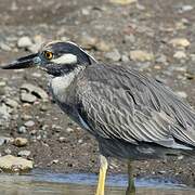 Yellow-crowned Night Heron