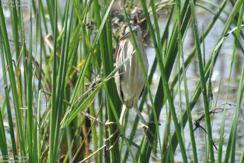 Yellow Bittern