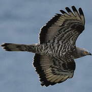 European Honey Buzzard