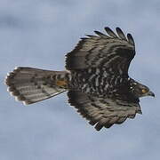 European Honey Buzzard