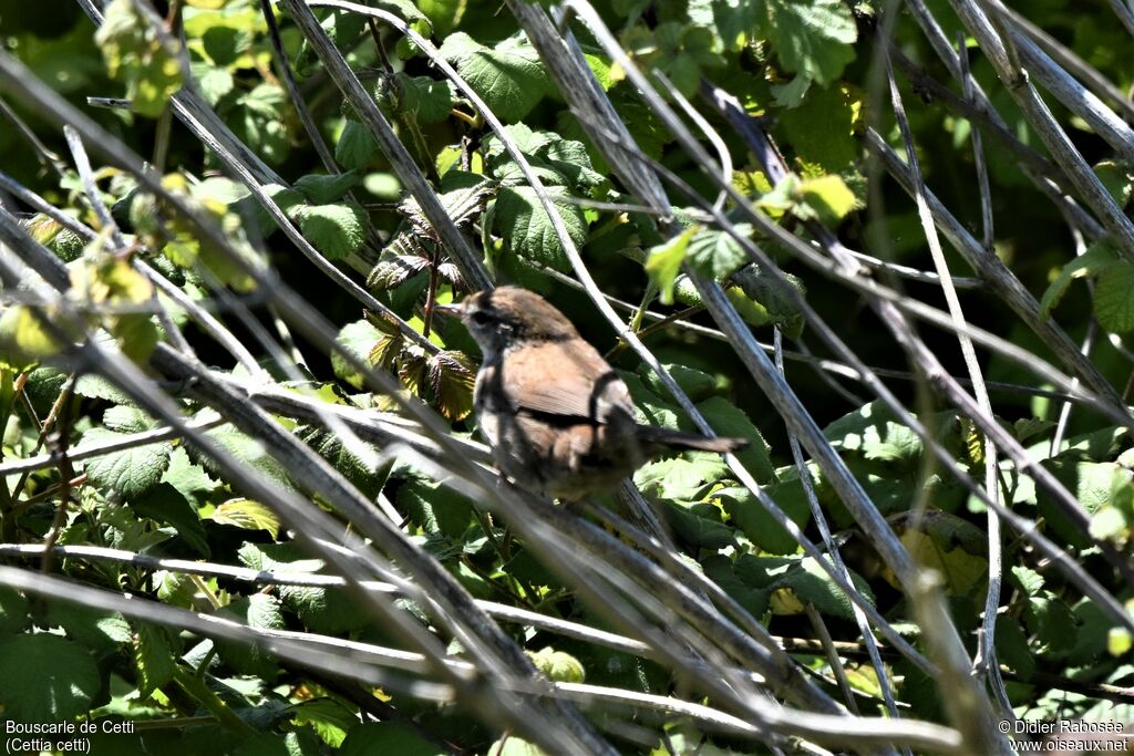 Cetti's Warbler