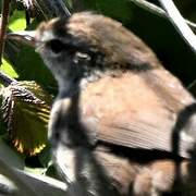 Cetti's Warbler