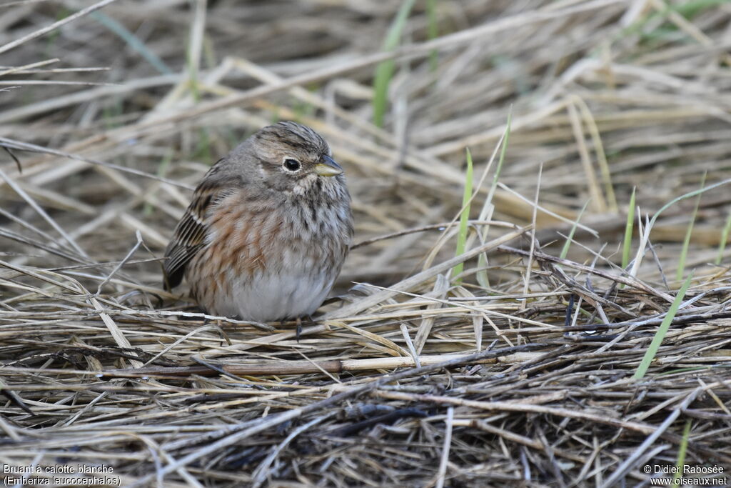 Pine Bunting female adult post breeding, identification