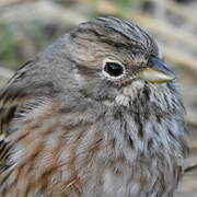 Pine Bunting