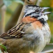 Rufous-collared Sparrow