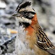 Rufous-collared Sparrow