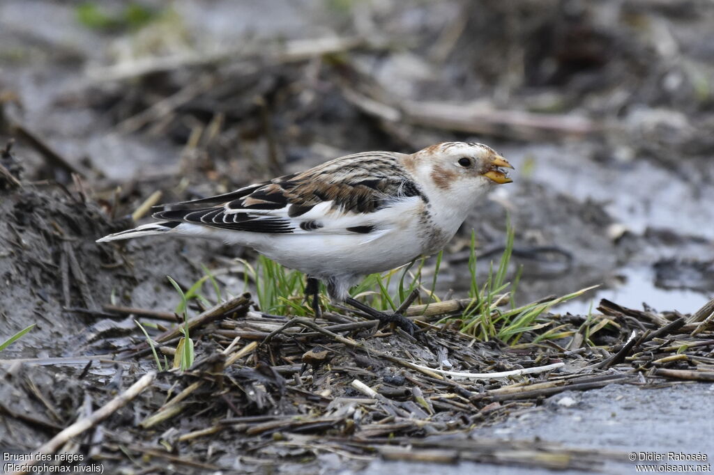 Snow Bunting male adult post breeding, identification, walking, eats