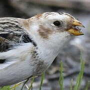 Snow Bunting