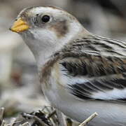 Snow Bunting