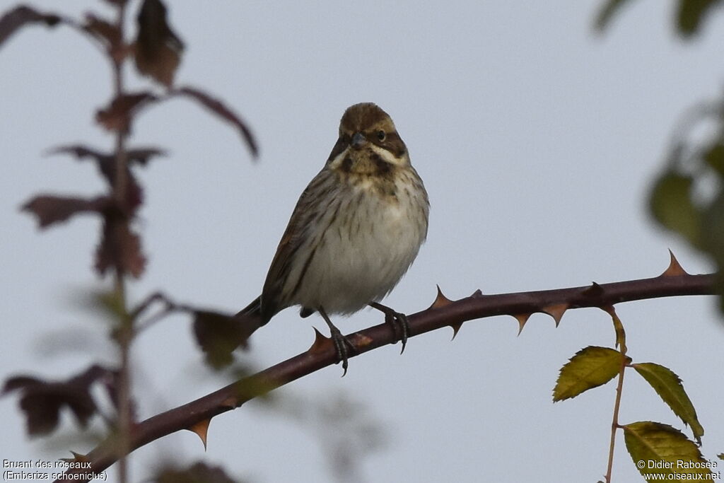 Common Reed Bunting male adult post breeding