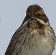 Common Reed Bunting