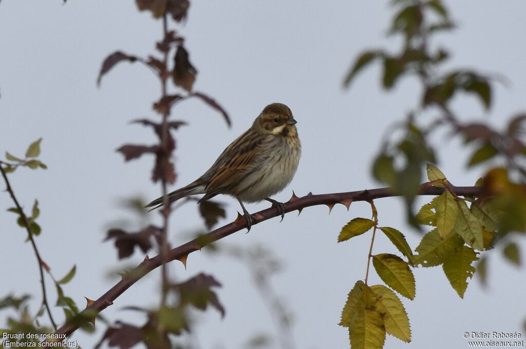 Common Reed Bunting male adult post breeding