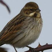 Common Reed Bunting