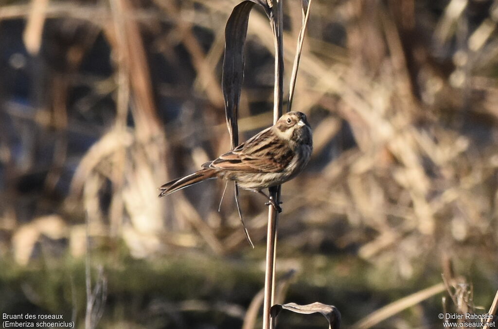 Common Reed Bunting male adult post breeding