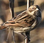 Common Reed Bunting