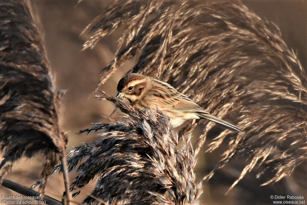 Bruant des roseaux