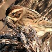 Common Reed Bunting