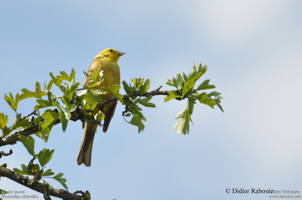 Bruant jaune mâle