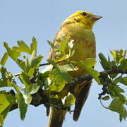 Yellowhammer