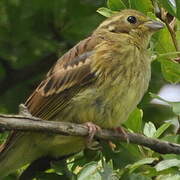 Bruant jaune