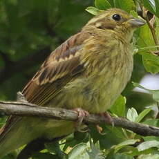 Bruant jaune