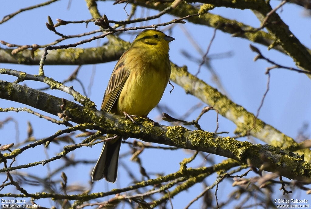 Bruant jaune mâle