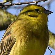 Yellowhammer