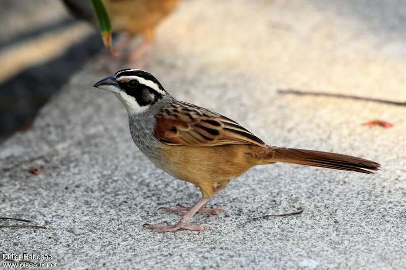 Stripe-headed Sparrowadult, identification