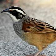 Stripe-headed Sparrow