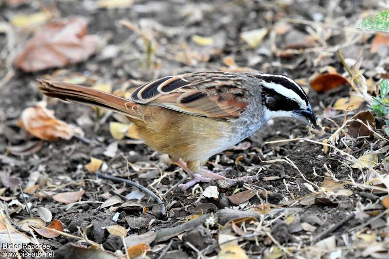 Stripe-headed Sparrowadult, camouflage, pigmentation, feeding habits, fishing/hunting