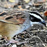 Stripe-headed Sparrow